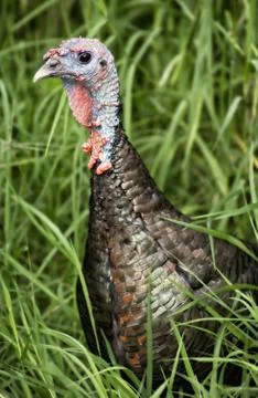Wild turkey Stock Photos