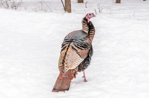 Wild turkey Foto stock