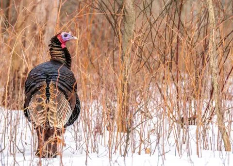 Wild turkey Stock Photos