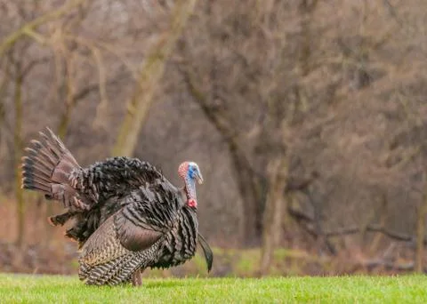 Wild turkey Stock Photos