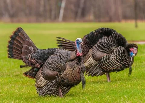 Wild turkey Stock Photos