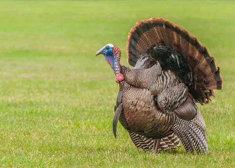 Wild turkey Foto stock