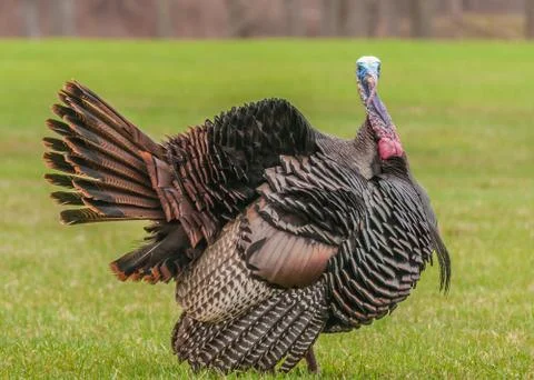 Wild turkey Stock Photos