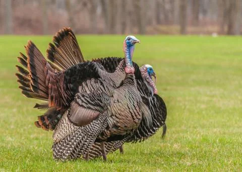 Wild turkey Stock Photos