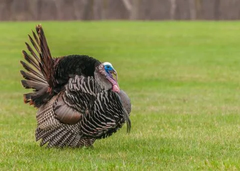 Wild turkey Stock Photos