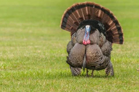 Wild turkey Stock Photos