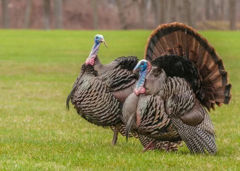 Wild turkey Stock Photos