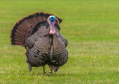 Wild turkey Stock Photos