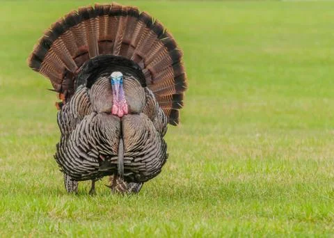 Wild turkey Stock Photos