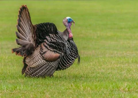 Wild turkey Stock Photos