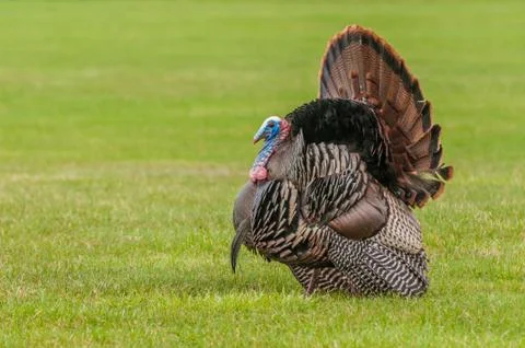Wild turkey Stock Photos