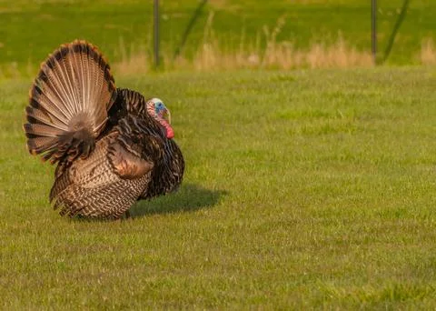 Wild turkey Stock Photos