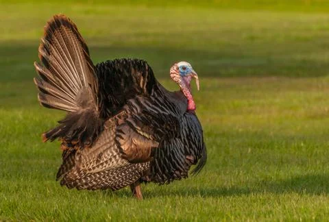 Wild turkey Stock Photos