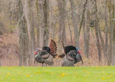 Wild turkey Stock Photos