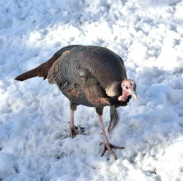 Wild turkey Stock Photos