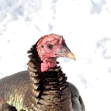 Wild Turkey Stock Photos