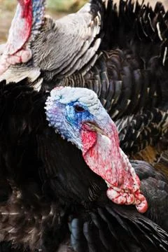 Wild turkey Stock Photos