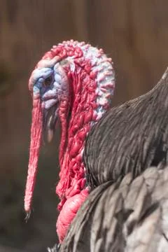 Wild Turkey Stock Photos