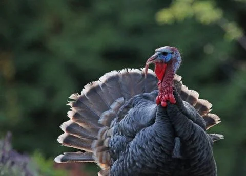 Wild Turkey Stock Photos