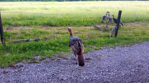 Wild Turkey Stock Photos
