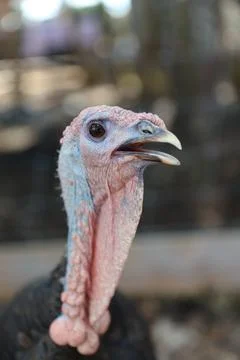 Wild turkey Stock Photos