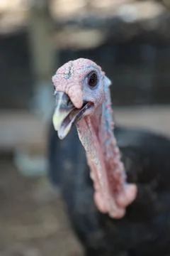 Wild turkey Stock Photos