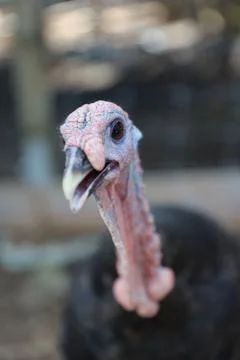 Wild turkey Stock Photos