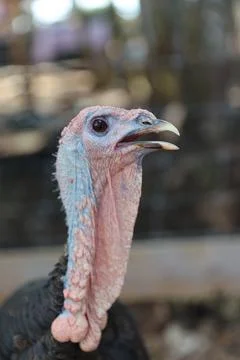 Wild turkey Stock Photos