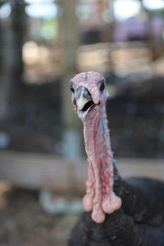 Wild turkey Stock Photos