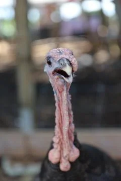 Wild turkey Stock Photos