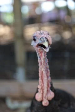Wild turkey Stock Photos