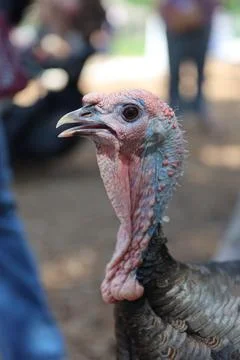 Wild turkey Stock Photos