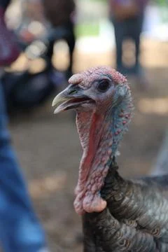 Wild turkey Stock Photos