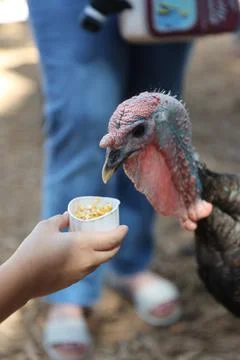 Wild turkey Stock Photos
