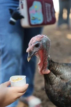 Wild turkey Stock Photos