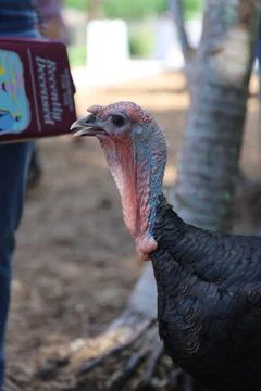 Wild turkey Stock Photos