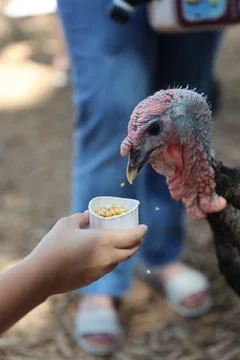 Wild turkey Stock Photos