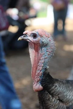 Wild turkey Foto stock