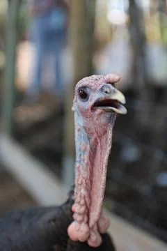 Wild turkey Stock Photos