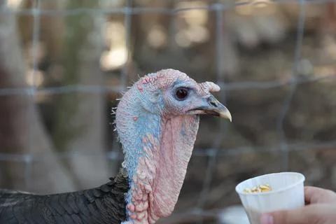 Wild turkey Stock Photos
