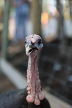 Wild turkey Foto stock
