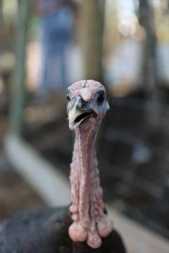Wild turkey Stock Photos