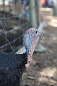 Wild turkey Stock Photos