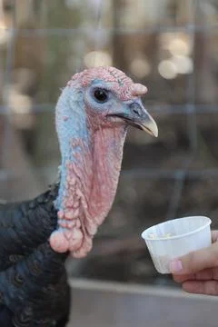 Wild turkey Stock Photos
