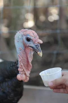 Wild turkey Stock Photos