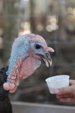 Wild turkey Stock Photos