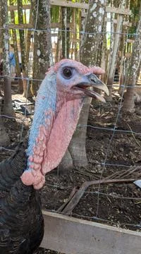 Wild turkey Stock Photos