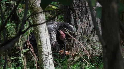 Wild turkey preening its feathers next to a tree trunk, static shot Stock Footage 346730711