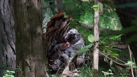 Wild turkey preening its tail feathers in the woods, static close up Stock Footage 346730682