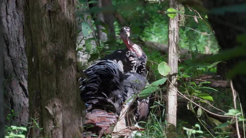 Wild turkey preening under its wing in the forest, static tripod shot Stock Footage 346730287